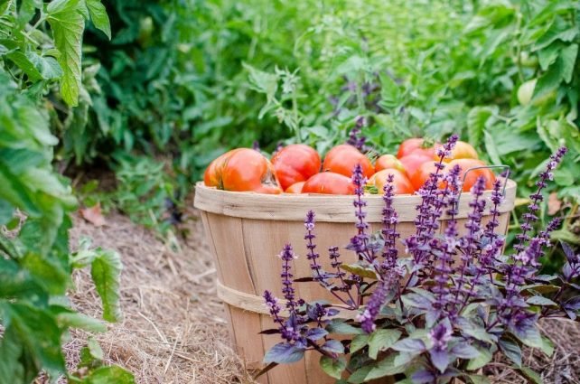 12 Proven Tips for High Yields Gardening